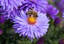 Bestäubung für den Frieden: Warum Bienen essenziell sind für ein friedliches Miteinander auf der Erde