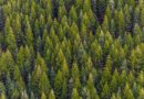 Internationaler Tag des Waldes: Wie technische Innovation hilft, gestresste Wälder besser zu verstehen