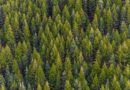 Trinkwasserqualität in Gefahr: Neue Studie der Universität Freiburg zu Waldsterben in Wasserschutzgebieten