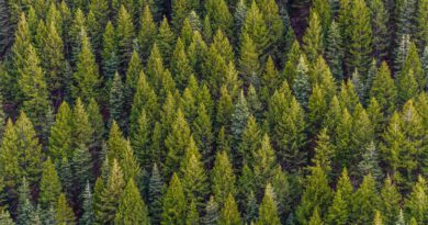 Trinkwasserqualität in Gefahr: Neue Studie der Universität Freiburg zu Waldsterben in Wasserschutzgebieten