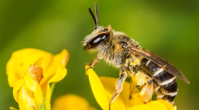 Wildbiene des Monats April: Die Ovale Kleesandbiene summt in Deutschlands Gärten