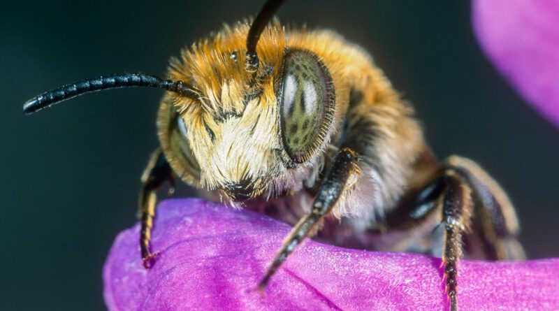 Wildbiene des Monats: Schmugglerin mit Charme
