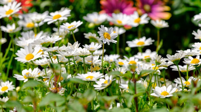 Fest für Natur- und Gartenfreunde: DIGA® – Die Gartenmessen laden vom 13. bis 15. Juni nach Breisach ein
