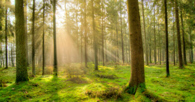 Der Wald in Not: Das Future Forest Forum arbeitet an Lösungen für die Zukunft unserer Wälder