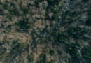 Eine Region zwischen Hitzestress und Anpassungsstrategien: Veranstaltung zu „Klimawandel im Schwarzwald“ im Literaturhaus Freiburg