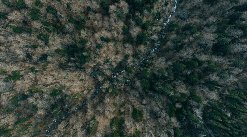 Eine Region zwischen Hitzestress und Anpassungsstrategien: Veranstaltung zu „Klimawandel im Schwarzwald“ im Literaturhaus Freiburg